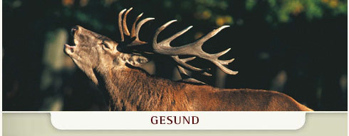 Gesundes Wild durch gutes Wildfutter